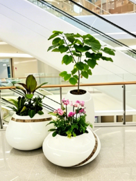 宁波绿化养护投资回报-余姚绿植租赁品牌-杭州湾绿色植物租赁价格-海曙绿化养护技术